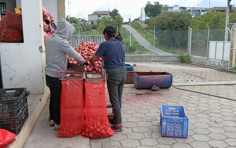 La recuperación de estas papas no solo garantiza la soberanía alimentaria, sino que fortalece la memoria colectiva.
