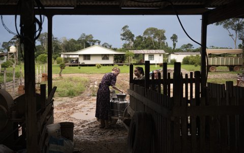 Menonitas colocan leche de vaca en recipientes en la comunidad de Masisea, departamento de Ucayali, Perú, el 20 de marzo de 2025.