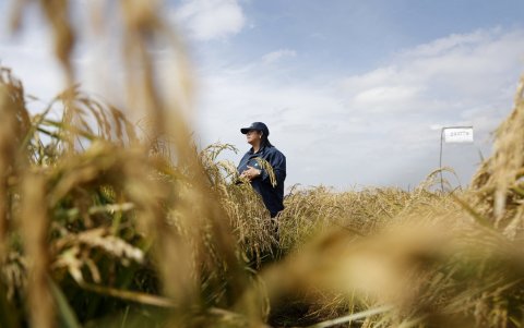 Karla Cordero, ingeniera agrónoma con maestría en ciencias de mejoramiento genético, visita los cultivos experimentales de arroz del INIA en San Carlos.