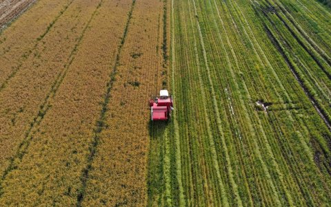 Vista aérea de un cultivo de arroz en Ñiquen, región de Ñuble, Chile, el 9 de abril de 2025.