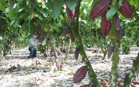 Los jóvenes, de entre 18 y 29 años, que sean hijos o nietos de productores de cacao también pueden aplicar al programa Empleo Agro Joven.