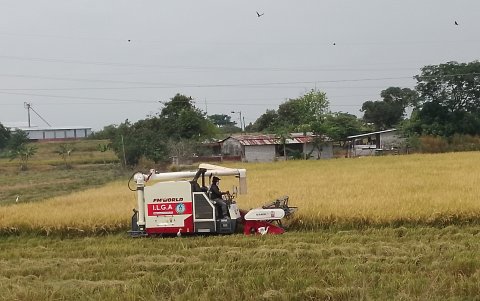Cosecha. Usan máquinas para realizar la recolección del arroz en menor tiempo.