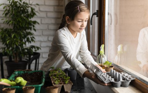 Para hacer un semillero, usa una tabla germinadora o bandejas de huevo.