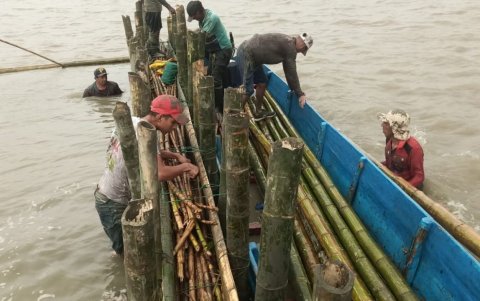 ONG. Calisur trabaja con comunidades de Balao que incluyen a cangrejeros, pequeños camaroneros y otros, que se unen al cuidado del manglar.