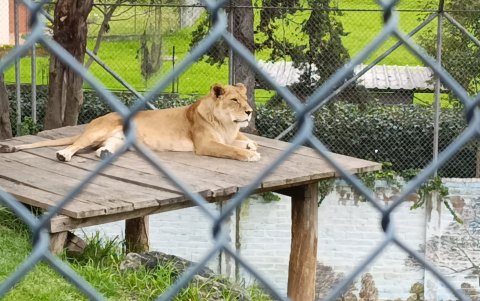 León del zoológico de Loja