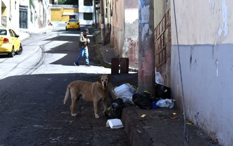 Contenedores. Moradores piden la colocación de contenedores en el sector de El Placer para evitar que los perros callejeros rompan las fundas.