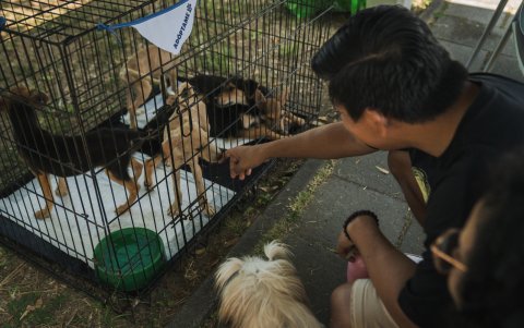 Cachorros disponibles para adopción