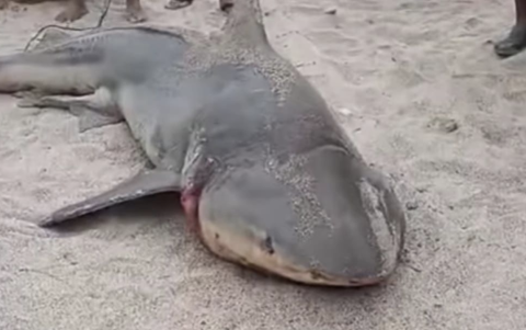 El hallazgo sorprendió a turistas y residentes en la playa de Crucita