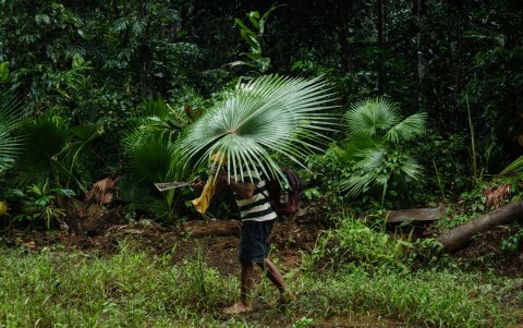 Ngigoro, de 62 años, un anciano de la tribu indígena Hongana Manyawa que abandonó el bosque y ahora vive en una aldea con su madre, usando una planta como paraguas.