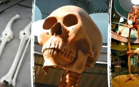 La osamenta del gigante se exhibe en museos de Europa.