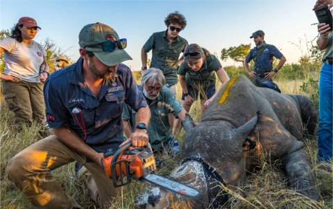 Operación de descornado - región del Gran Kruger - rinoceronte blanco descornado.