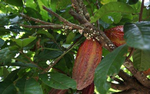 El cacao es uno de los principales productos agrícolas del país.
