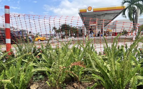 Riego. Los helechos requieren de sombra y de agua, sino se marchitan.