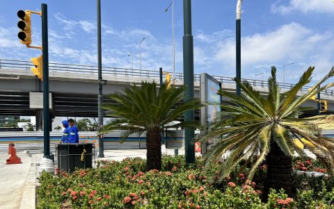Vegetación. Estas plantas podrían generar plagas.