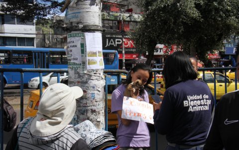 Este cachorro fue rescatado por la UBA tras ser ofrecido en adopción irregular en el mercado Las Cuadras.
