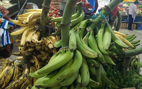Cada plátano verde alcanza un precio de hasta 50 centavos.