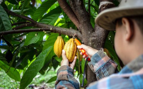 Referencial. Jóvenes de Manabí y Napo que basen sus emprendimientos en cacao pueden postular a la convocatoria del programa Empleo Agro Joven.