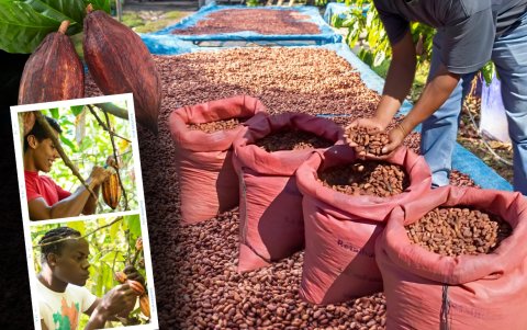 El programa Empleo Agro Joven busca impulsar emprendimientos rurales sostenibles liderados por jóvenes de Manabí y Napo.