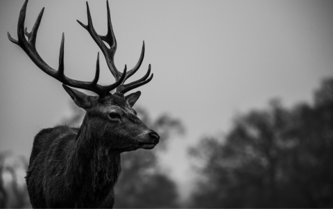 Ciervo macho de astas largas.