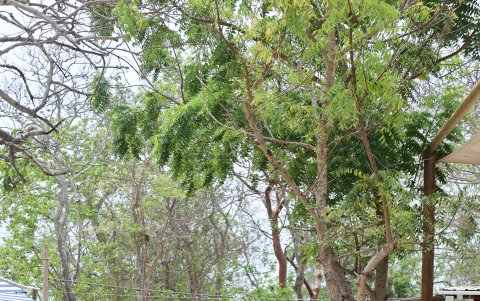 Puedes realizar actividades acuáticas en los clubes privados de las Islas del Rosario.