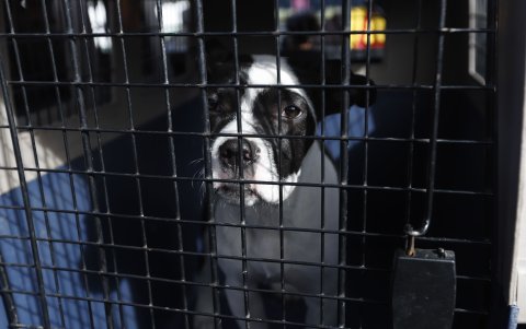 Este can fue rescatado antes de ser vendido ilegalmente en Las Cuadras, será revisado por los veterinarios.