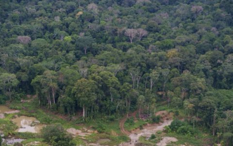 Durante la operación, se desmantelaron 12 campamentos irregulares y se destruyó maquinaria utilizada para actividades de minería ilegal.