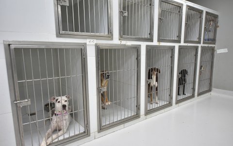 A diario, según detalla el Cabildo, decenas de animales son rescatados del abandono y el matrato en la ciudad. Ellos permanecen en el Centro de Bienestar Animal hasta estar listos para ser adoptados.