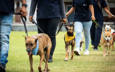 Tras el rescate y sanación de los animales, estos pasan al proceso de adopción. En Guayaquil, muchos han logrado hallar un hogar; pero son decenas los que están todavía a la espera.