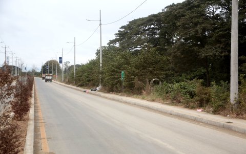 Las vías no cuentan con señalización de cruce de animales, y las especies plantadas no son endémicas. Algunos arbolitos ya están secos.