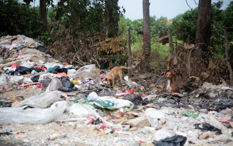 Acumulación de basura en las vías del nuevo aeropuerto en vía a la costa. Perros callejeros comen de la basura.