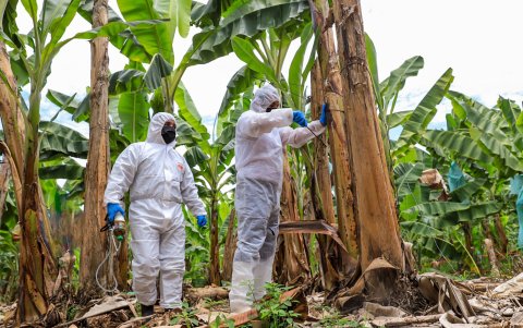 La Prefectura del Guayas tiene brigadas haciendo el censo agrícola e identificando los focos del moko.