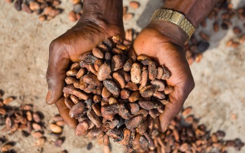 Granos de cacao se extienden para secar en una granja de la comunidad de Wao-Wao, en el estado de Ondo, suroeste de Nigeria. África.