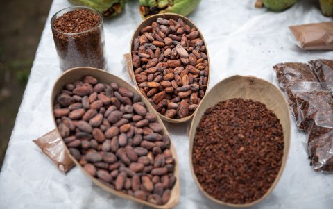 Fotografía de frutos de cacao en Río Oeste Arriba (Panamá).