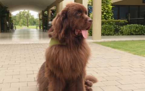 Chubby cumple su jornada diaria en el Parque de la Paz, acompañando a familias en momentos de duelo.