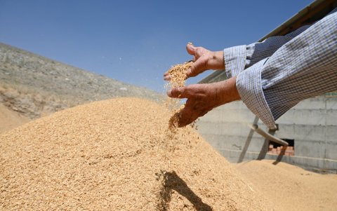 El agricultor Abdimamat Saparov muestra cáscaras de arroz después del procesamiento del grano en su granja de arroz en la región de Batken, en el sur de Kirguistán, el 22 de mayo de 2025.