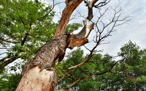 Árboles asesinados por la cochinilla rosada.