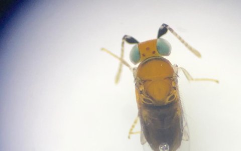 La 'avispita' Anagyrus kamal, que se come a la cochinilla.