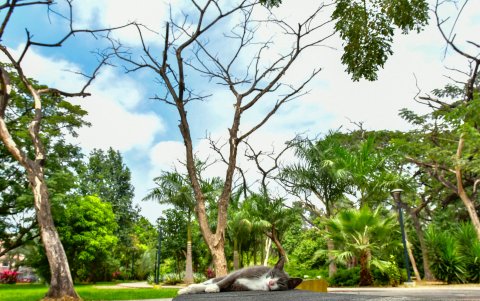 Árboles muertos en el parque lineal de la Kennedy.