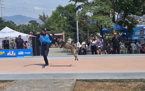Demostraciones de adiestramiento en el Día del Perro.