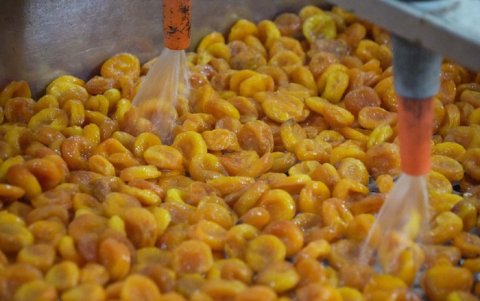 Albaricoques secos procesados en una instalación en la ciudad de Isfara, en el norte de Tayikistán.