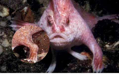 El pez rosado con manos se lo encuentra en los mares de Tasmania y Australia