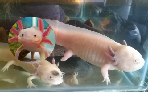 El Axolote es originario de aguas mexicanas, es calificada como una de las criaturas más lindas y dulces del mundo animal