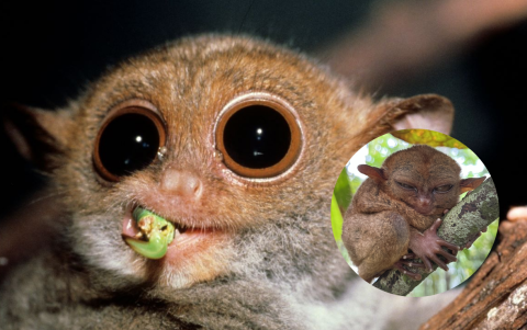 El Tarseo filipino es uno de los animales únicos por sus imponentes y grandes ojos
