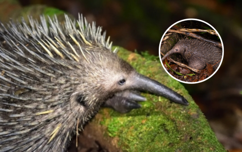 Uno de los animales más raros al ser, junto al ornitorrinco, un mamífero que pone huevos