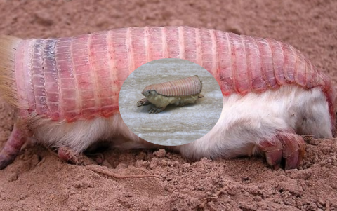 Un animal raro que se encuentra en las llanuras áridas del centro de Argentina