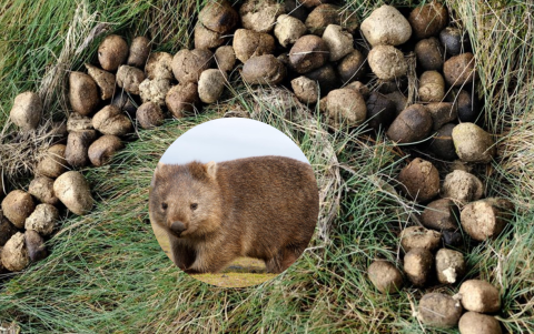 En Australia y Tasmania se encuentra el wómbat, único y raro por la forma de su excremento