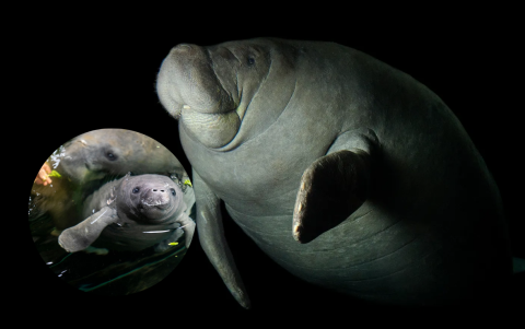 Su rareza radica en ser un animal acuático de gran tamaño y que solo comer plantas acuáticas