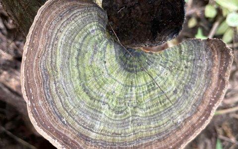 Más allá de su papel ecológico, los hongos descubiertos en la Reserva Ecológica Arenillas podrían convertirse en una fuente invaluable para la biotecnología.