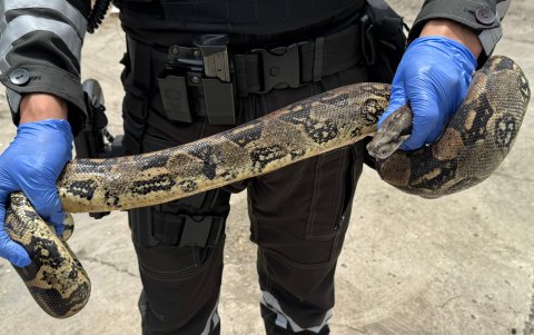 Boa rescatada en Chongón.