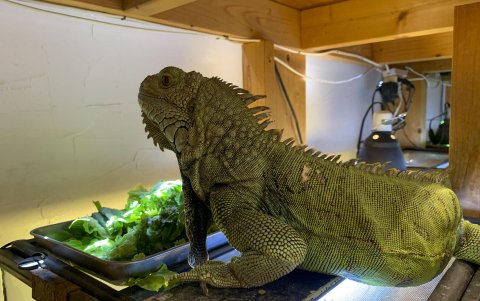Fotografía de una iguana verde.